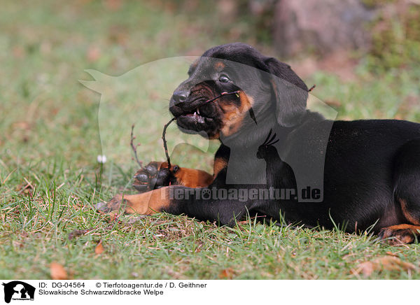 Slowakische Schwarzwildbracke Welpe / Slovakian Hound Puppy / DG-04564
