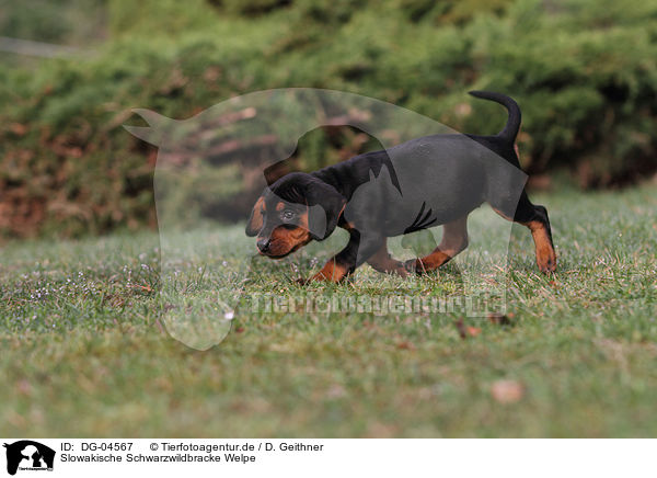 Slowakische Schwarzwildbracke Welpe / DG-04567