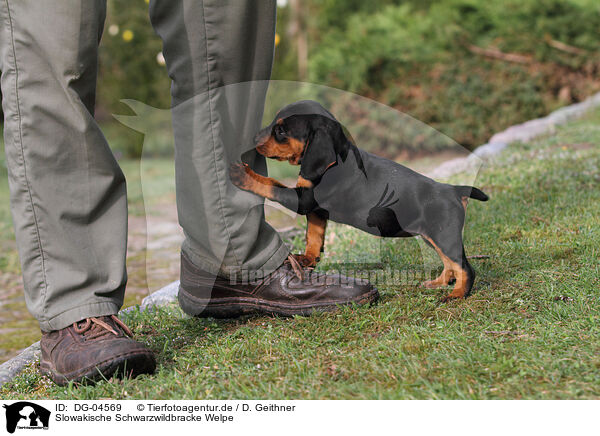 Slowakische Schwarzwildbracke Welpe / Slovakian Hound Puppy / DG-04569