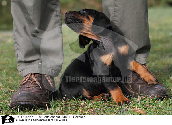 Slowakische Schwarzwildbracke Welpe / DG-04571