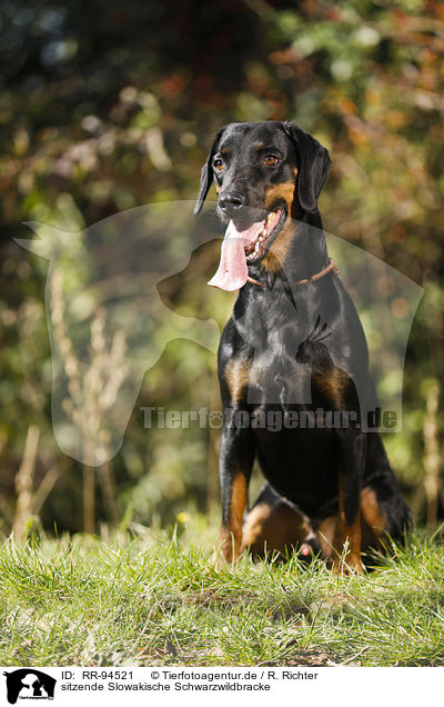 sitzende Slowakische Schwarzwildbracke / sitting Slovensky Kopov / RR-94521