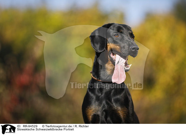 Slowakische Schwarzwildbracke Portrait / RR-94529