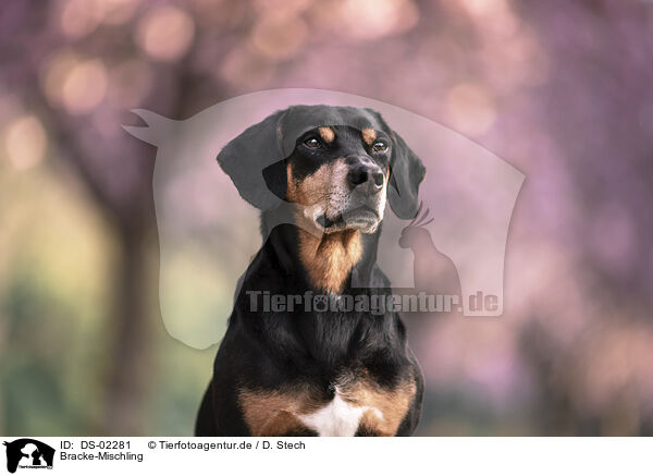 Bracke-Mischling / Hound-Mongrel / DS-02281