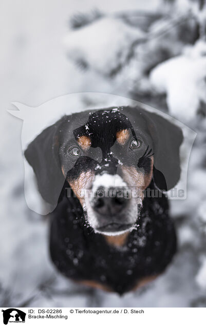 Bracke-Mischling / Hound-Mongrel / DS-02286