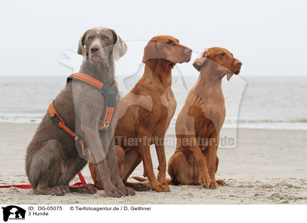 3 Hunde / DG-05075