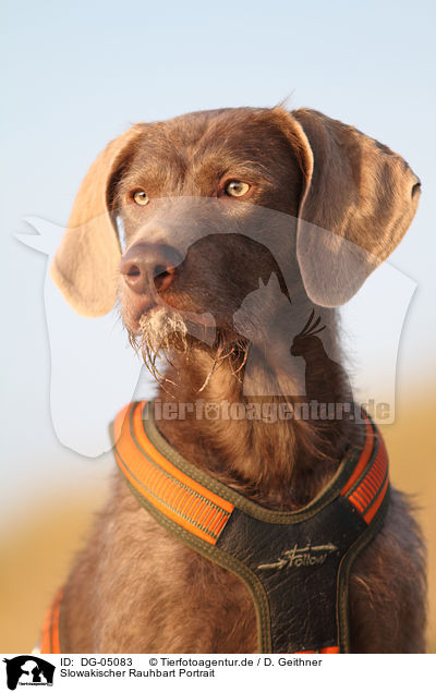 Slowakischer Rauhbart Portrait / DG-05083