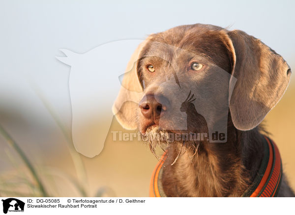 Slowakischer Rauhbart Portrait / Slovakian wire-haired pointing dog portrait / DG-05085