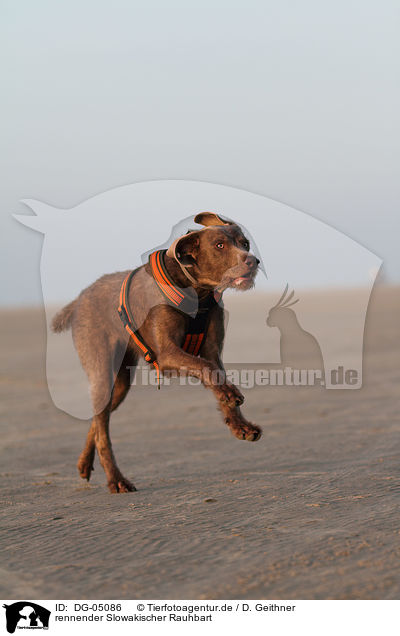 rennender Slowakischer Rauhbart / running Slovakian wire-haired pointing dog / DG-05086