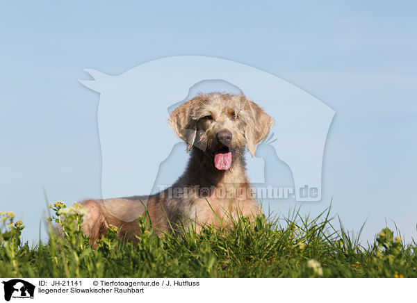 liegender Slowakischer Rauhbart / JH-21141