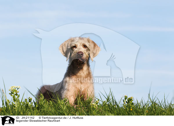 liegender Slowakischer Rauhbart / JH-21142