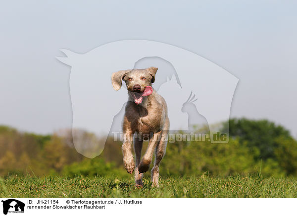 rennender Slowakischer Rauhbart / JH-21154