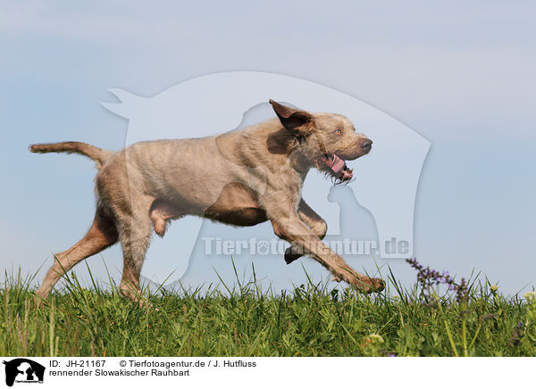 rennender Slowakischer Rauhbart / running Slovakian Wire-haired Pointing Dog / JH-21167
