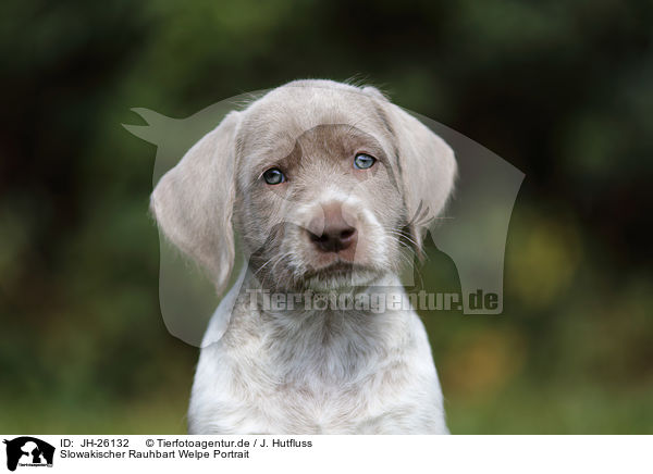 Slowakischer Rauhbart Welpe Portrait / JH-26132