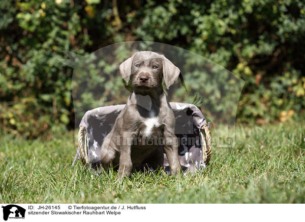 sitzender Slowakischer Rauhbart Welpe / sitting Slovakian Wire-haired Pointing Dog puppy / JH-26145