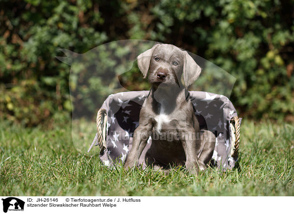 sitzender Slowakischer Rauhbart Welpe / sitting Slovakian Wire-haired Pointing Dog puppy / JH-26146