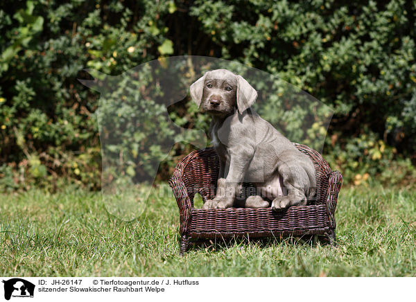 sitzender Slowakischer Rauhbart Welpe / JH-26147