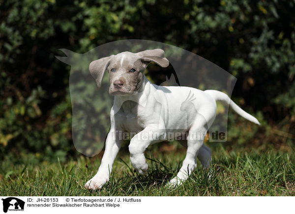 rennender Slowakischer Rauhbart Welpe / JH-26153