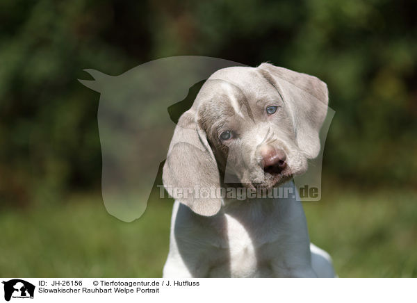 Slowakischer Rauhbart Welpe Portrait / JH-26156