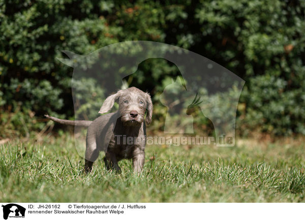 rennender Slowakischer Rauhbart Welpe / JH-26162