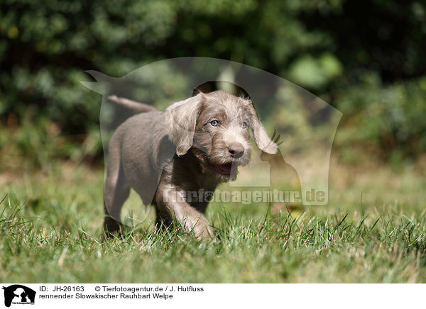 rennender Slowakischer Rauhbart Welpe / JH-26163