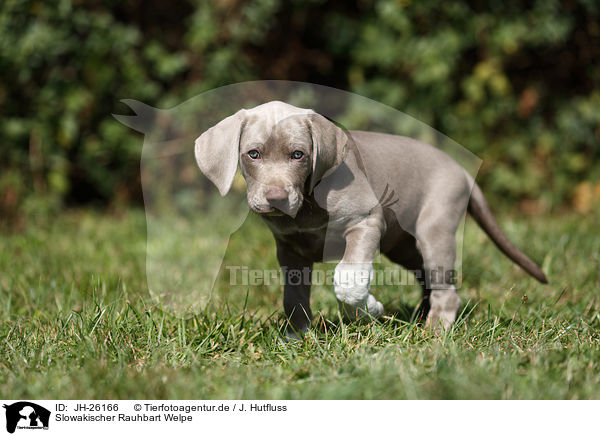 Slowakischer Rauhbart Welpe / JH-26166