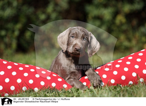 liegender Slowakischer Rauhbart Welpe / JH-26183