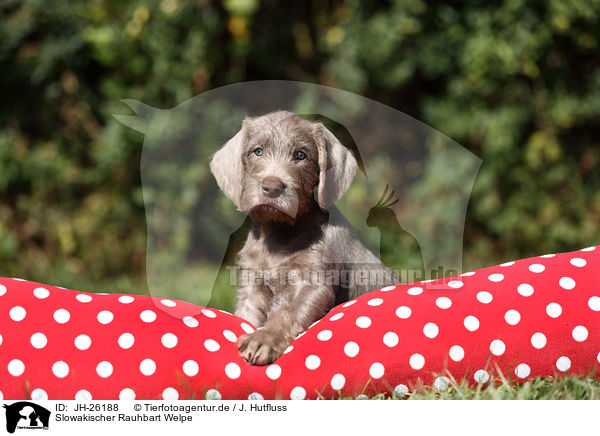 Slowakischer Rauhbart Welpe / JH-26188
