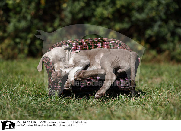 schlafender Slowakischer Rauhbart Welpe / sleeping Slovakian Wire-haired Pointing Dog puppy / JH-26189