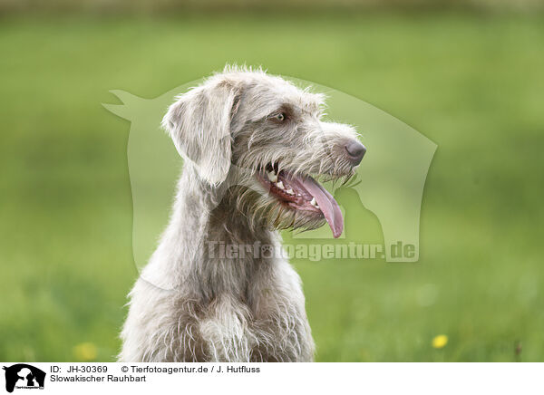 Slowakischer Rauhbart / Wire-haired Pointing Griffon / JH-30369