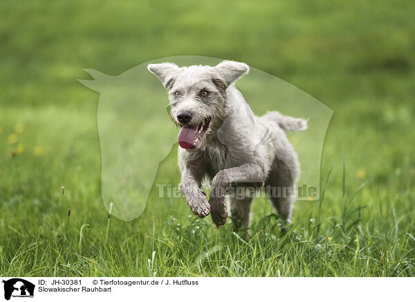 Slowakischer Rauhbart / Wire-haired Pointing Griffon / JH-30381