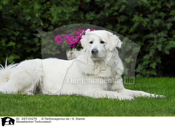 Slowakischer Tschuvatsch / Slovensky Cuvac / SST-04276