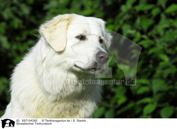Slowakischer Tschuvatsch / Slovensky Cuvac / SST-04285