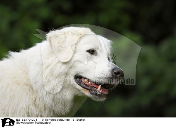 Slowakischer Tschuvatsch / Slovensky Cuvac / SST-04291