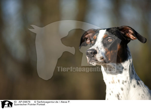 Spanischer Pointer Portrait / Old Spanish Pointer Portrait / AP-09676