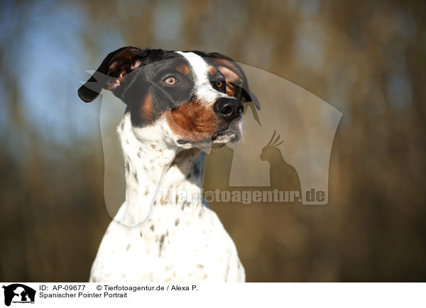 Spanischer Pointer Portrait / AP-09677