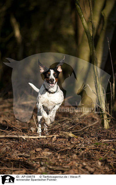 rennender Spanischer Pointer / AP-09678