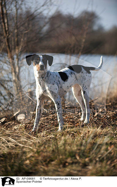 Spanischer Pointer / Old Spanish Pointer / AP-09681