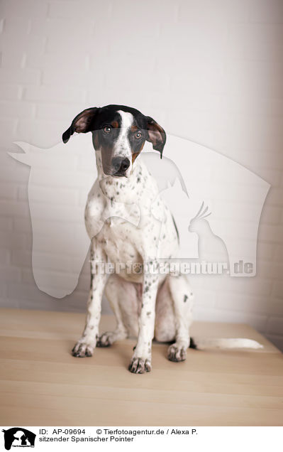 sitzender Spanischer Pointer / sitting Old Spanish Pointer / AP-09694
