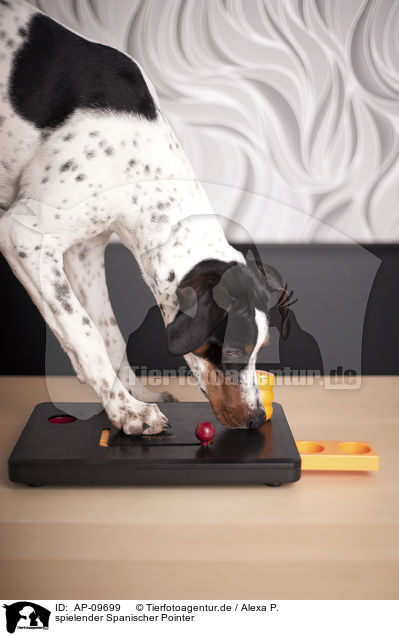 spielender Spanischer Pointer / playing Old Spanish Pointer / AP-09699