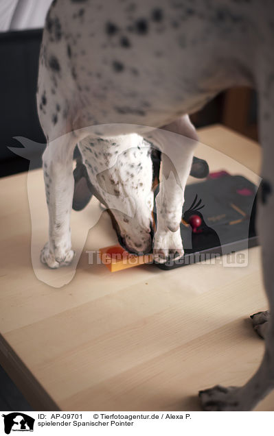 spielender Spanischer Pointer / playing Old Spanish Pointer / AP-09701