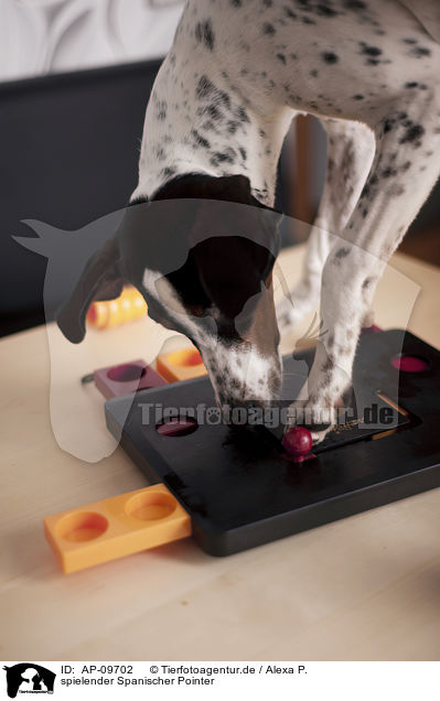spielender Spanischer Pointer / playing Old Spanish Pointer / AP-09702