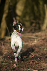 rennender Spanischer Pointer