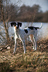 Spanischer Pointer