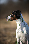 Spanischer Pointer Portrait