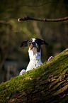 Spanischer Pointer Portrait