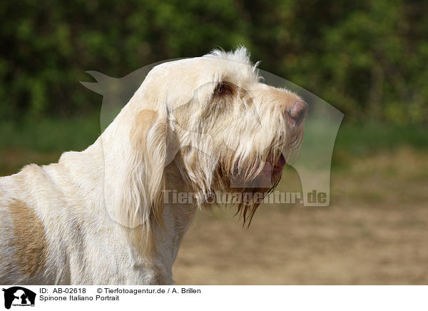 Spinone Italiano Portrait / AB-02618