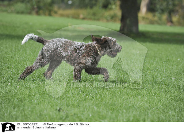 rennender Spinone Italiano / running Spinone Italiano / SST-08921