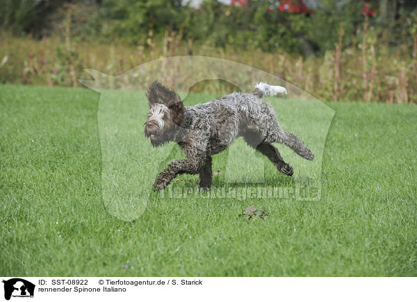rennender Spinone Italiano / SST-08922