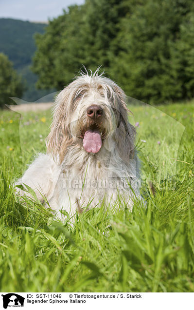 liegender Spinone Italiano / lying Spinone Italiano / SST-11049