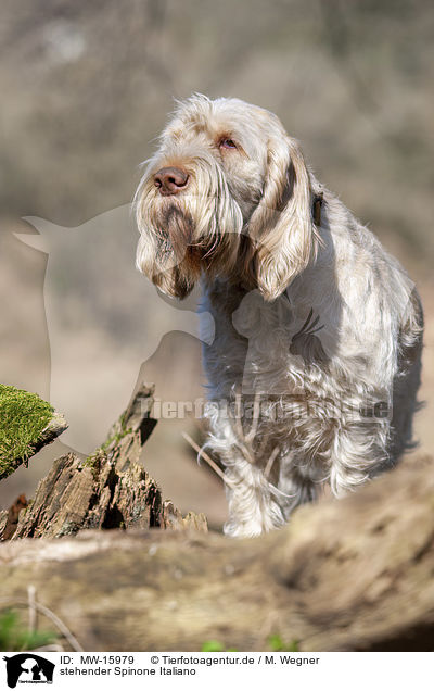 stehender Spinone Italiano / standing Spinone Italiano / MW-15979